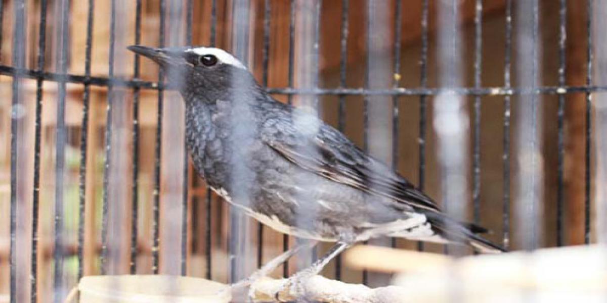 Indonesia’s Bird Life Plundered to Supply Javan Bird Markets (August 16, 2016)